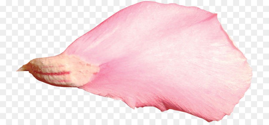 Pétalo，Rosa PNG