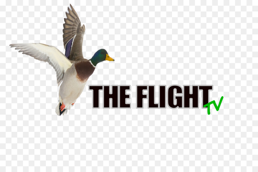 El ánade Real，Pato PNG