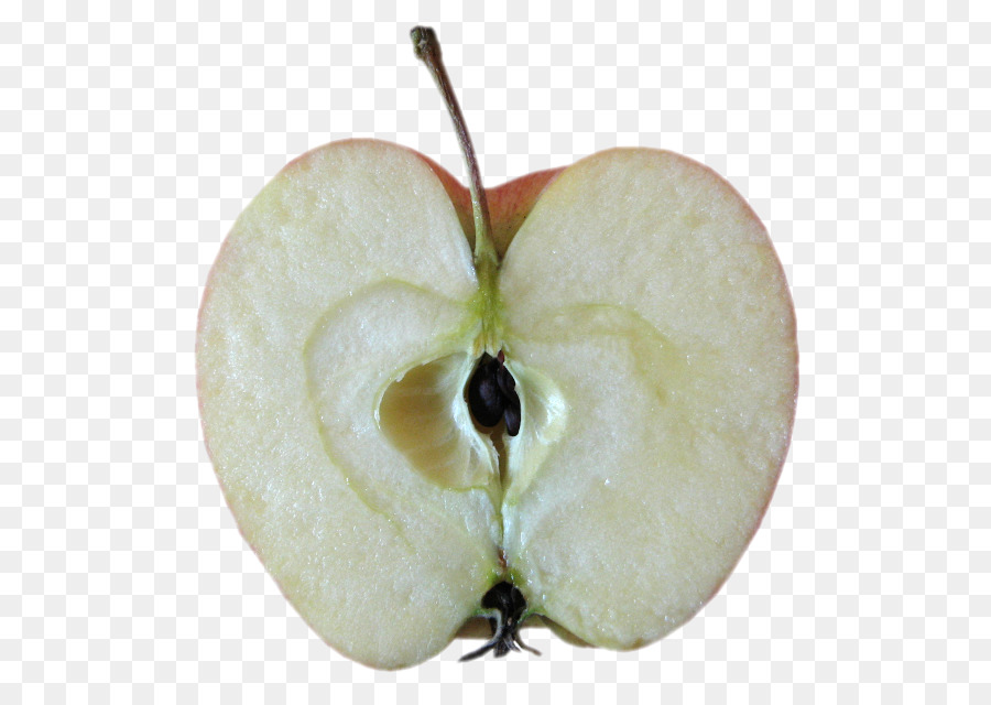 Manzana，Correo Electrónico PNG