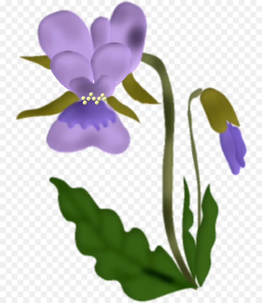 Flor，Violeta PNG