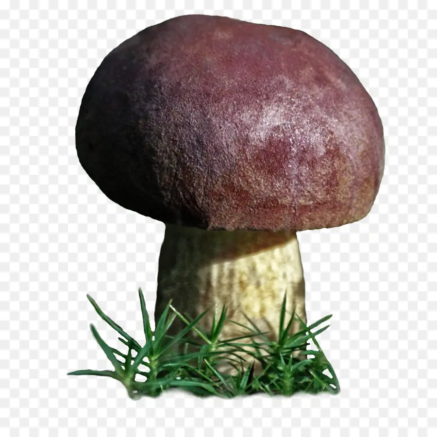 Boletus Edulis，Hongo Comestible PNG