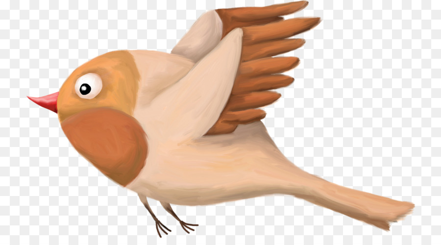 Pájaro，Plumas PNG