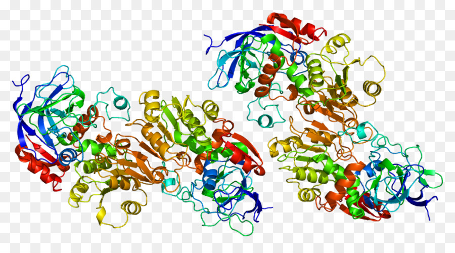 Estructura De La Proteína，Molécula PNG