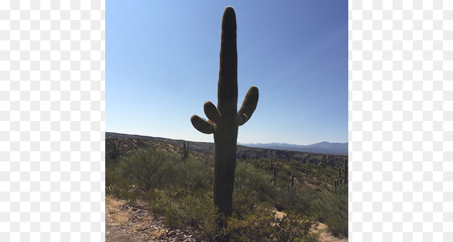 Cactaceae，Citroën Cactus M PNG