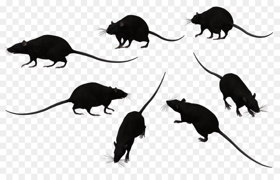 Ratones Negros，Roedor PNG