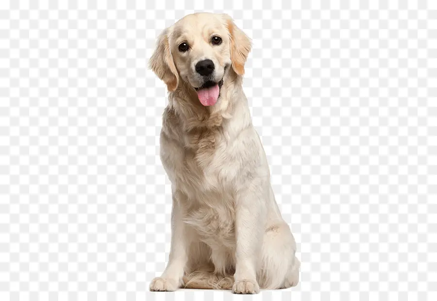 Perro Perdiguero De Oro，Perro PNG