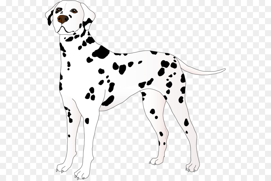 Cachorro Dálmata，Manchas PNG