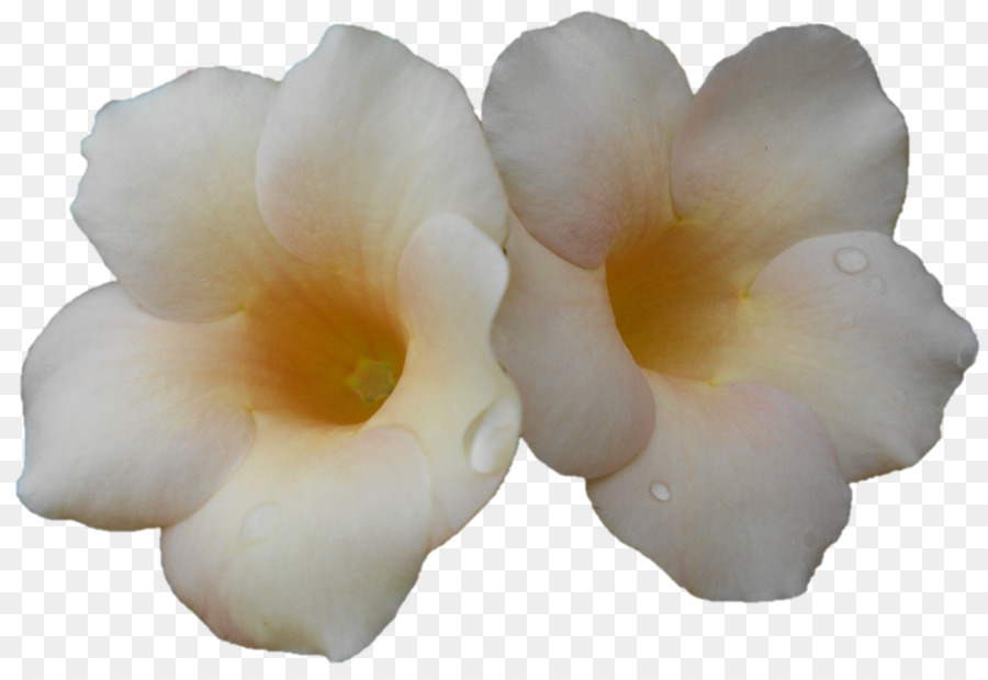 La Polilla De Las Orquídeas，Las Orquídeas PNG