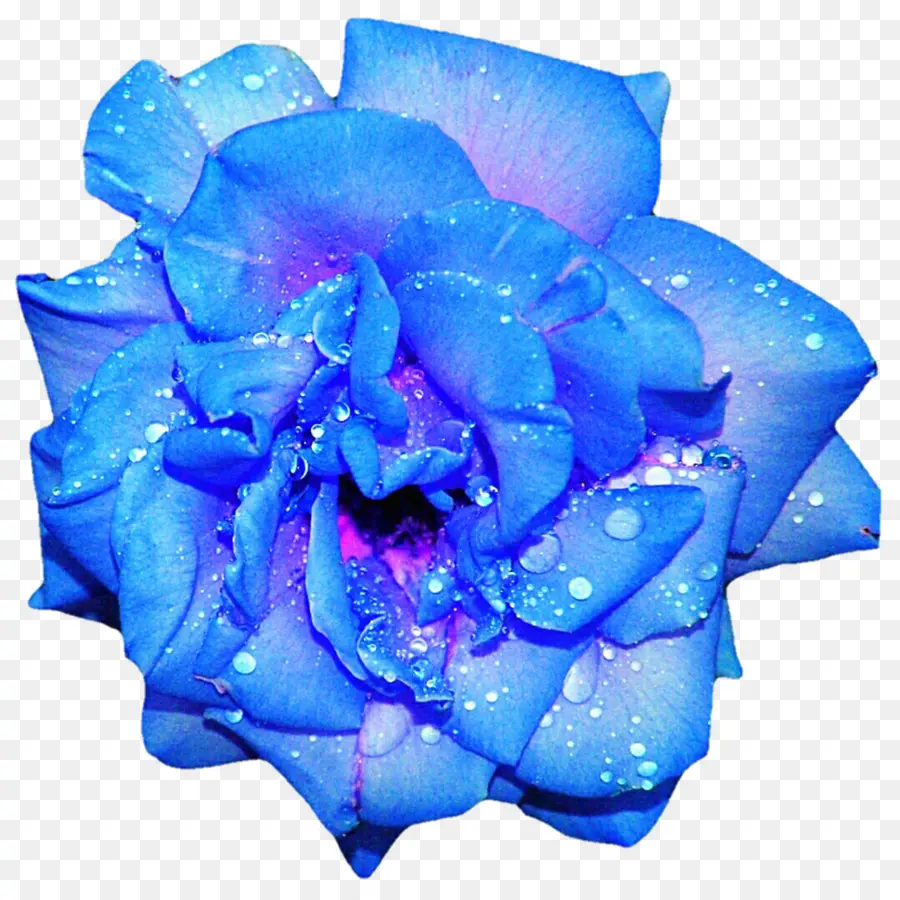 Rosa Azul，Flor PNG