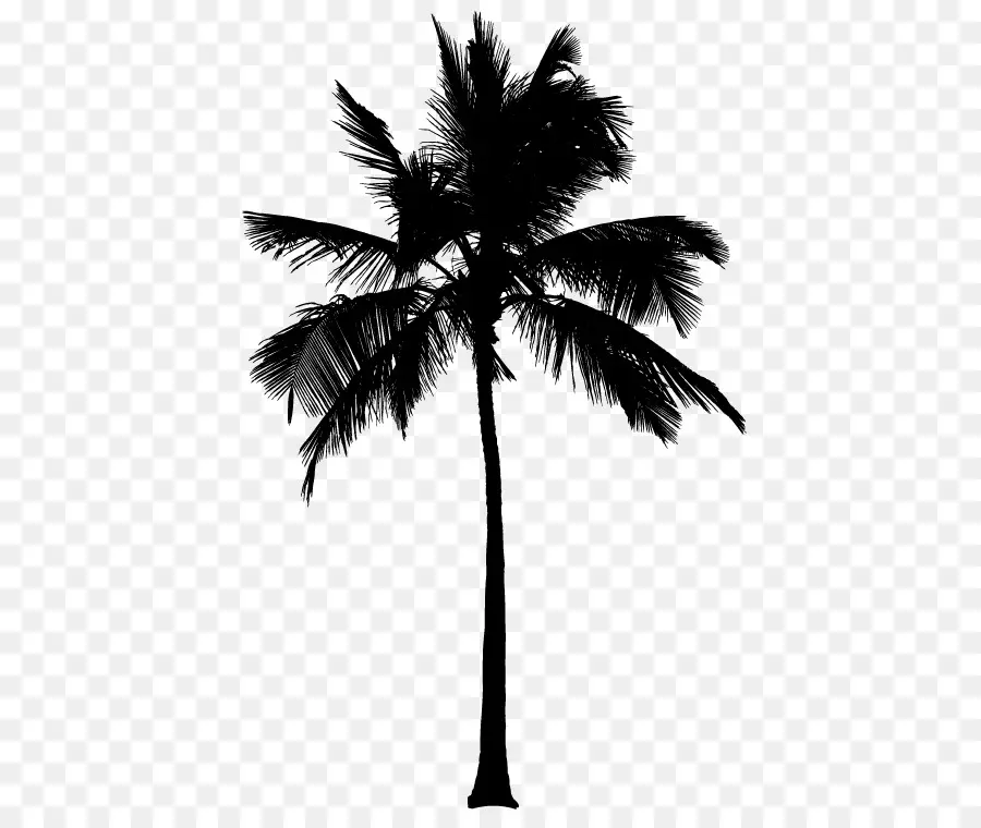 Palmera，Hojas PNG