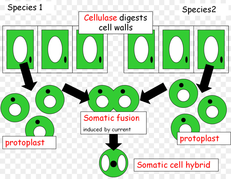 Somáticas De Fusión，La Ingeniería Genética PNG