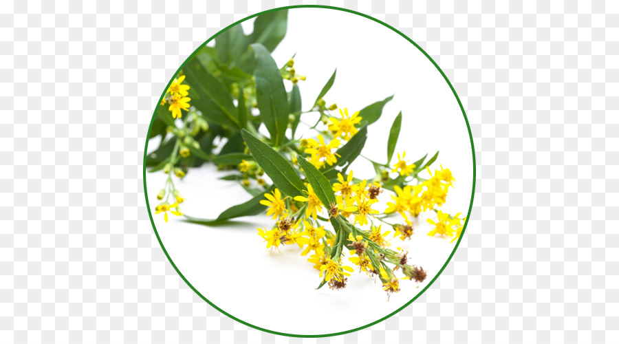 Solidago Virgaurea，Hierba PNG