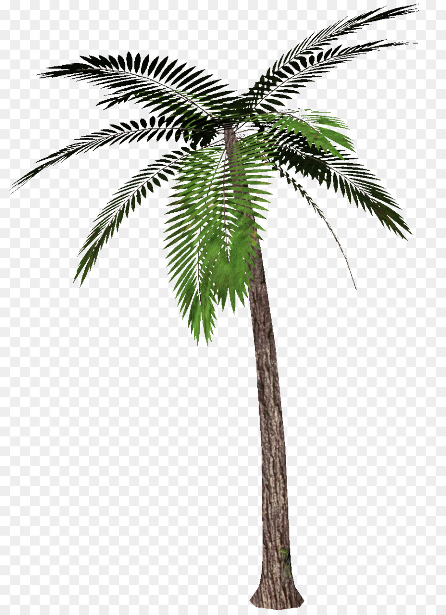 Arecaceae，Árbol PNG