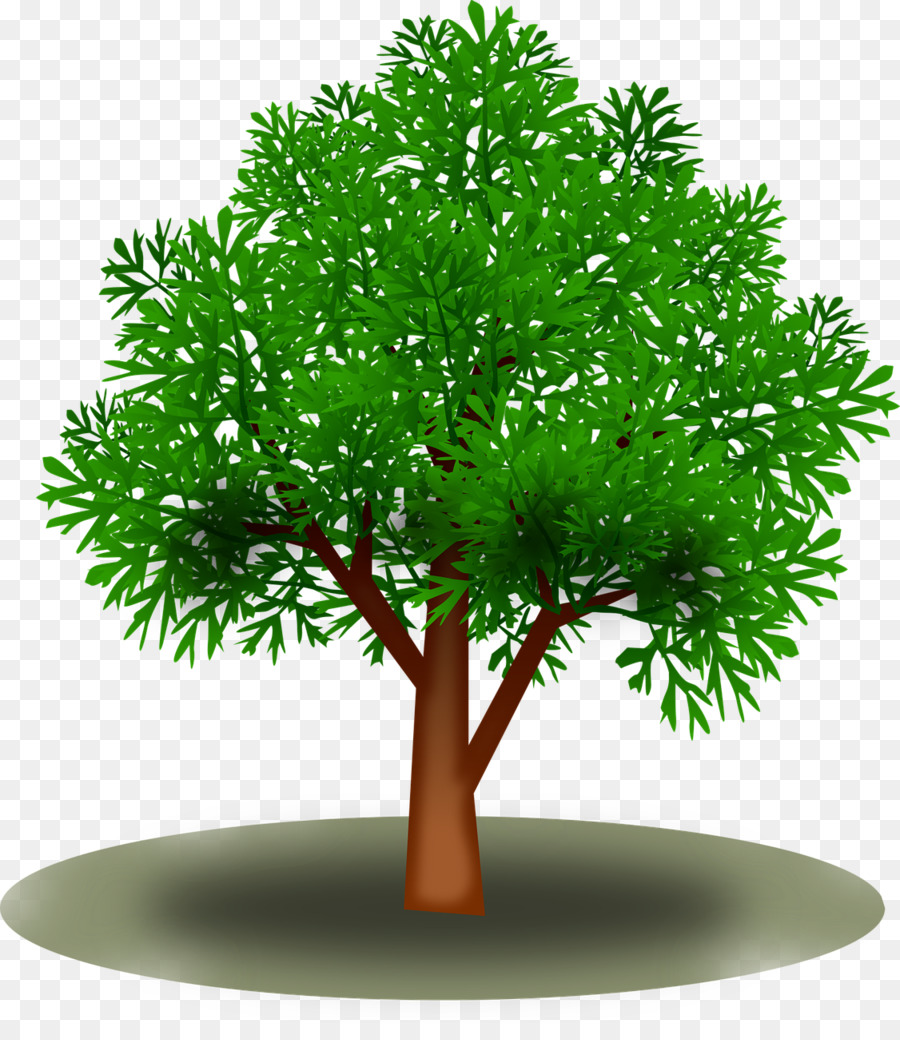 Hoja，Árbol PNG