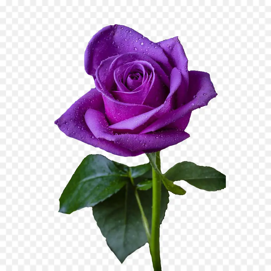 Rosa，Morado PNG