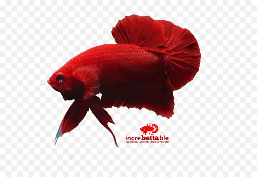 Peces Luchadores Siameses，Rojo PNG