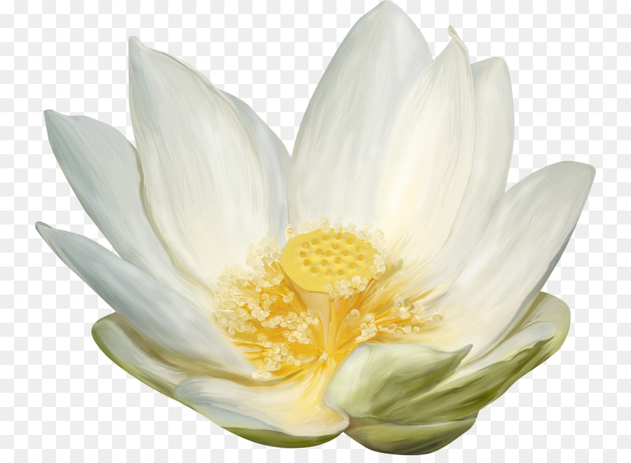 Nelumbo，Blanco PNG