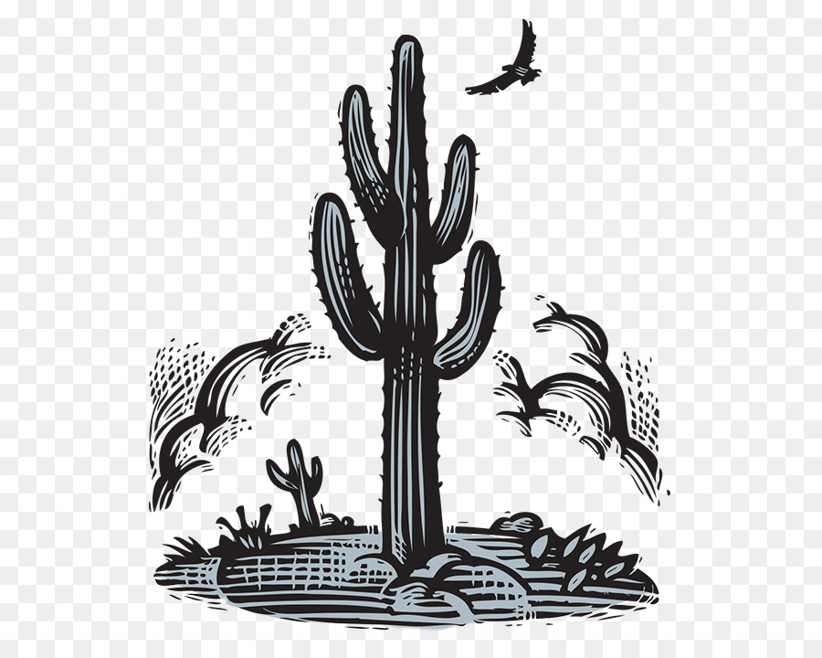 Dibujo，Cactaceae PNG