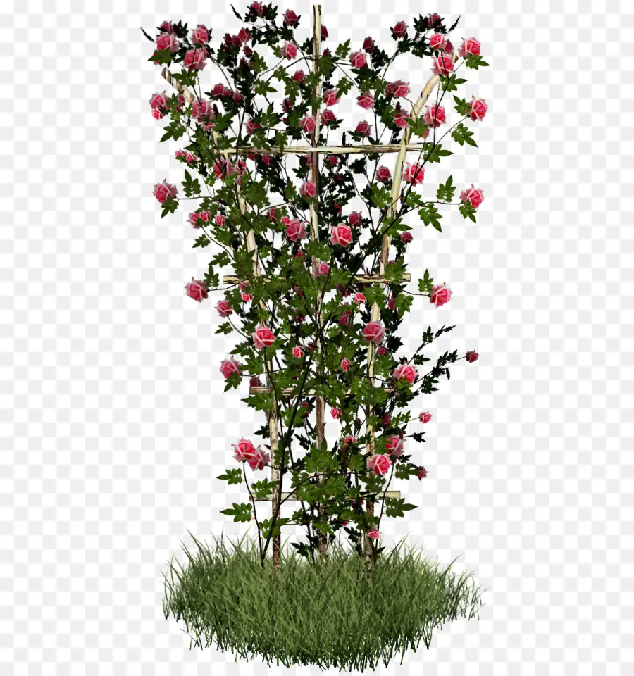 Rosa，Arbusto PNG