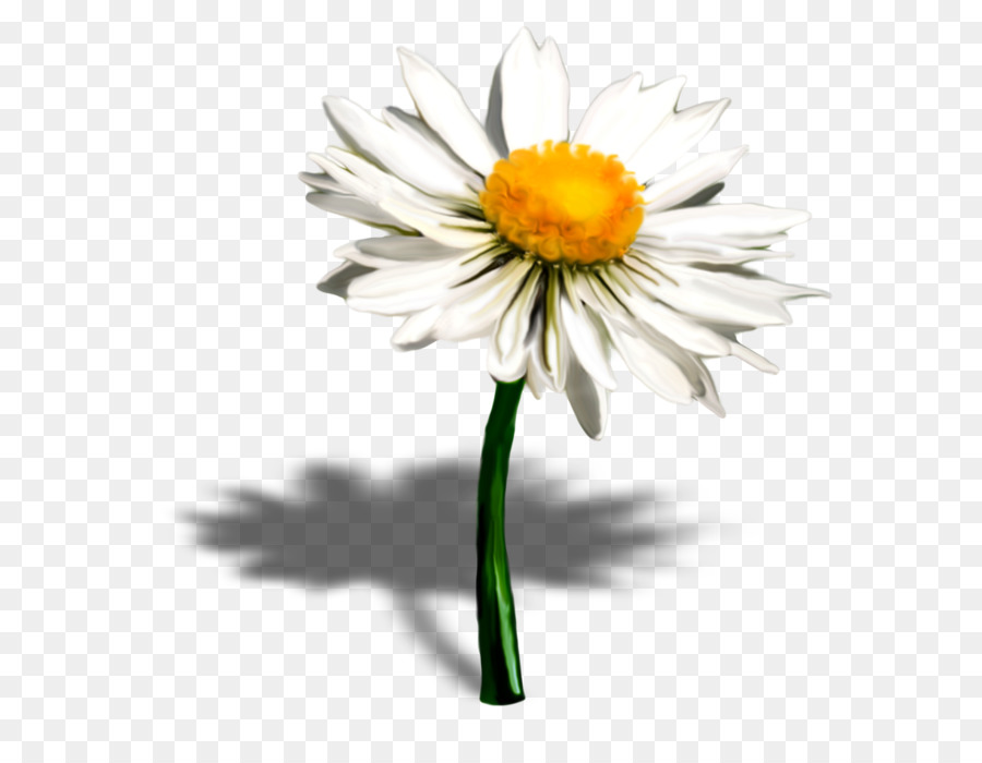 Común Daisy，Margarita PNG