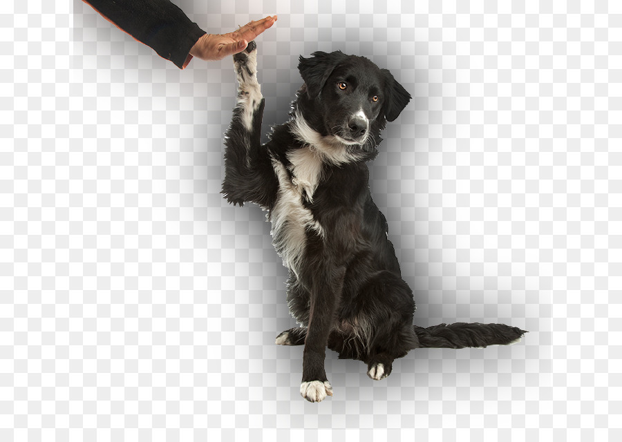 Perro De Muestra，Border Collie PNG