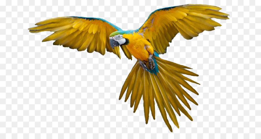 Loro，Aves PNG