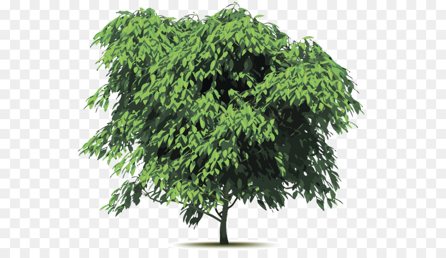 Árbol，El Mono Pod árbol PNG