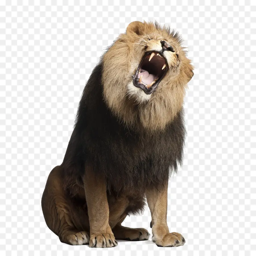 León，Una Fotografía De Stock PNG