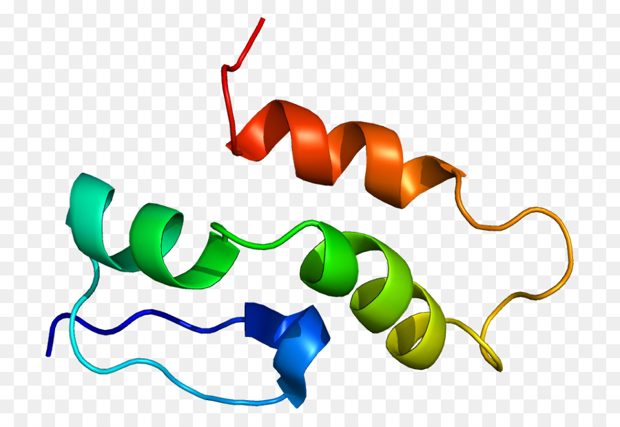 La Proteína，Snrnp PNG