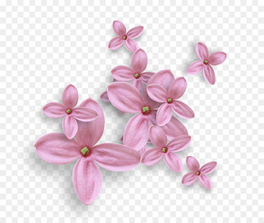 Flores Rosadas，Florecer PNG