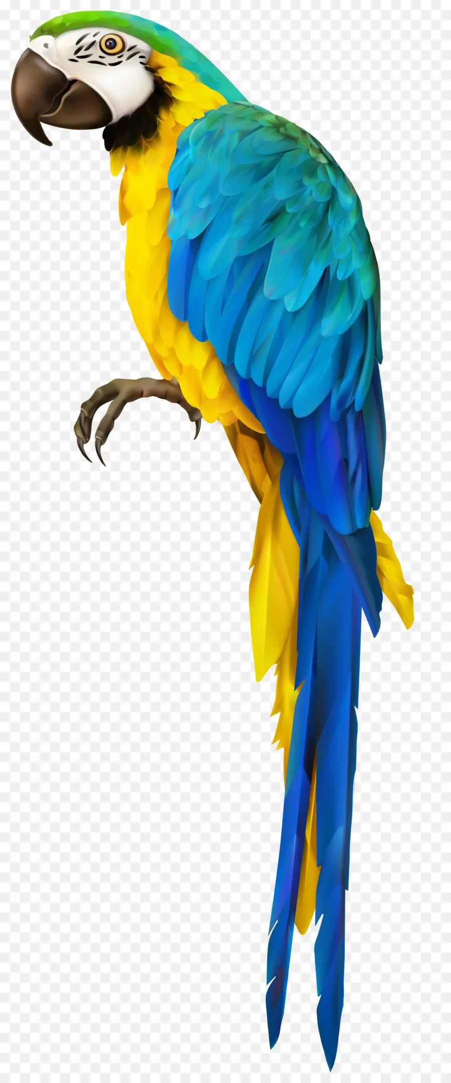 Loro，Guacamayo PNG