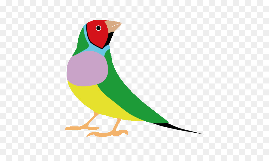 Pájaro，Plumas PNG