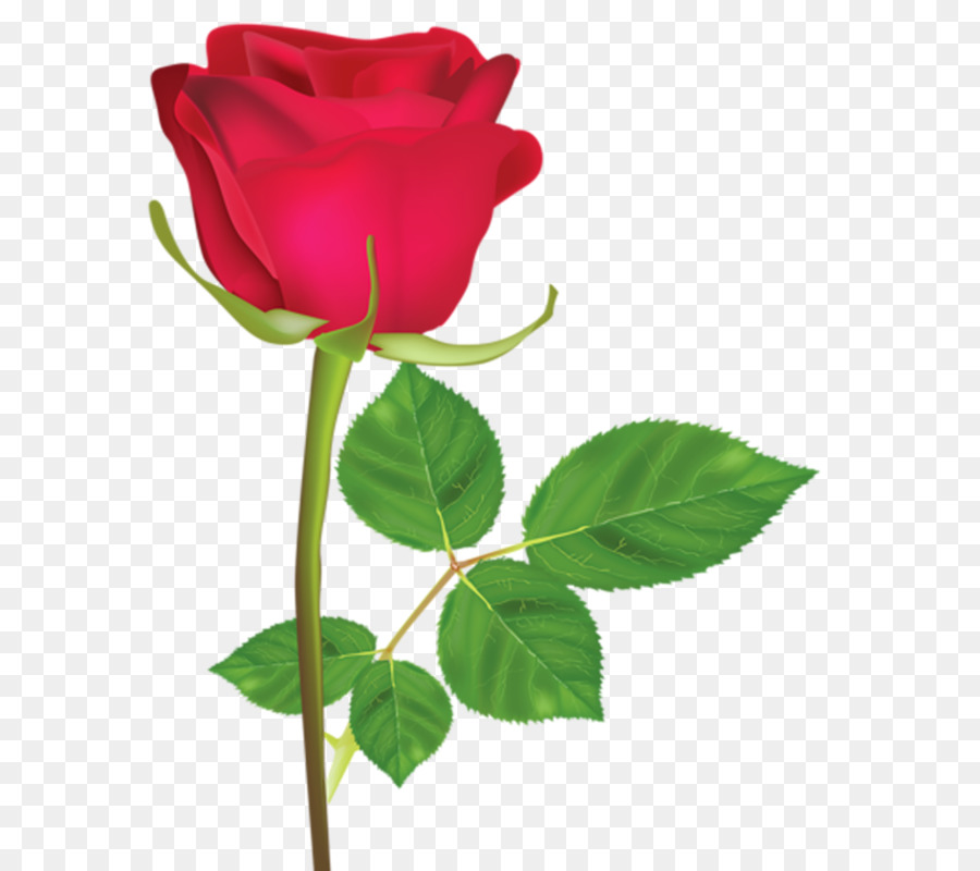 Rosa，Rojo PNG