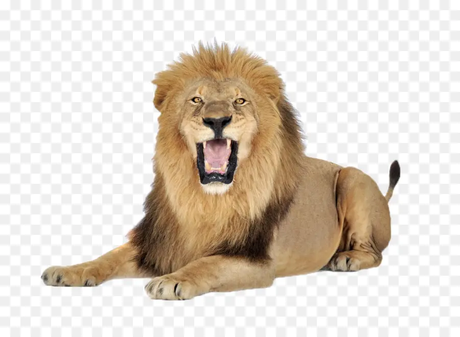 León，Felidae PNG