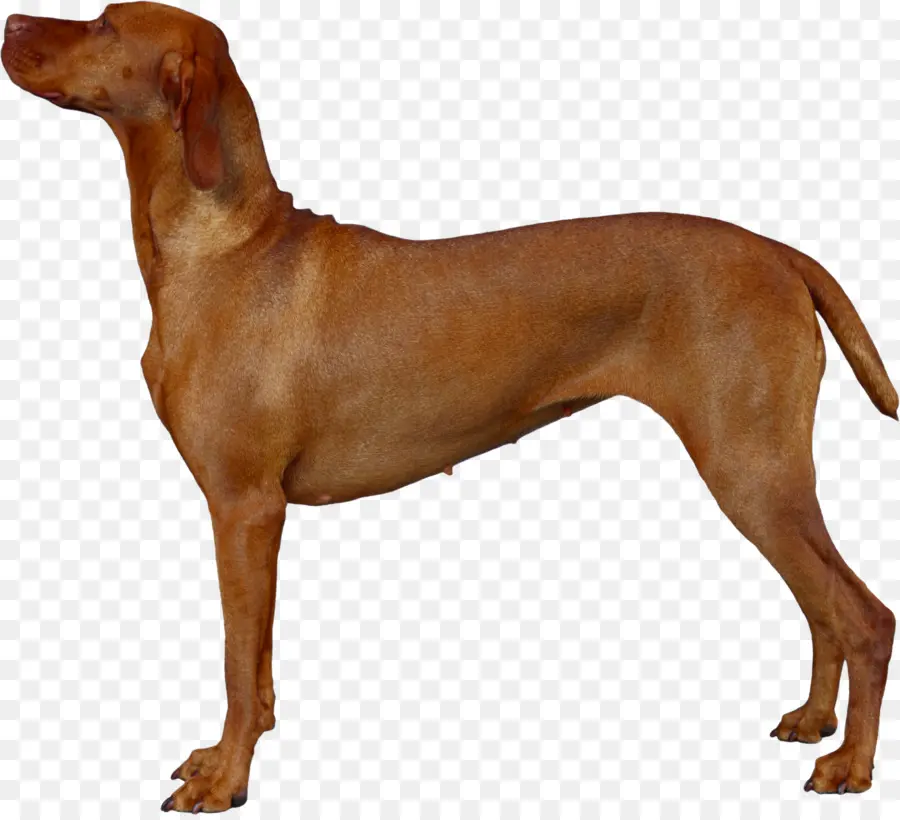 Vizsla，Redbone Coonhound PNG