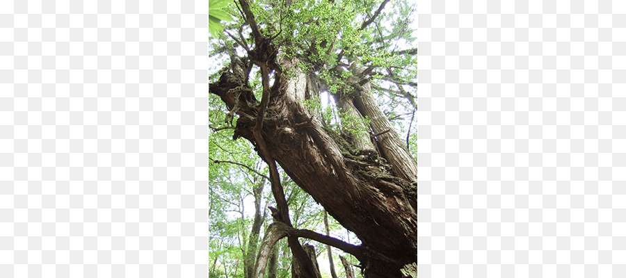 Yakushima，Shiratani PNG