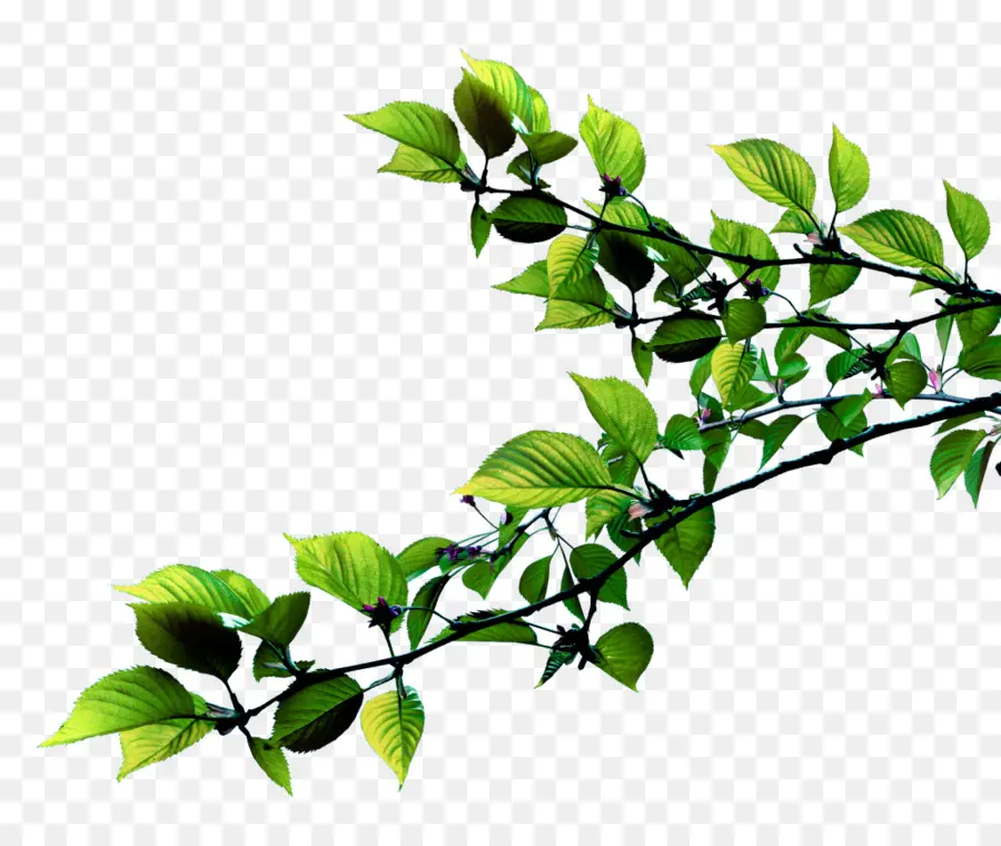 Hoja，Tallo De La Planta PNG