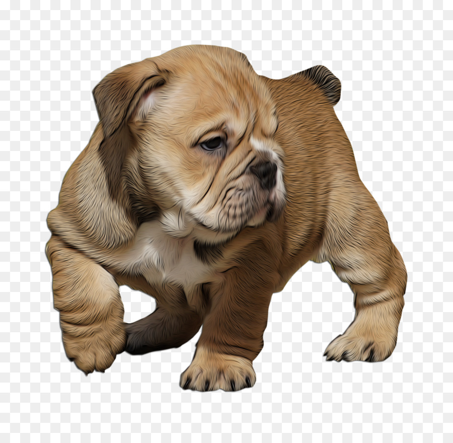 Valle De Bulldog，Inglés Antiguo Bulldogge PNG