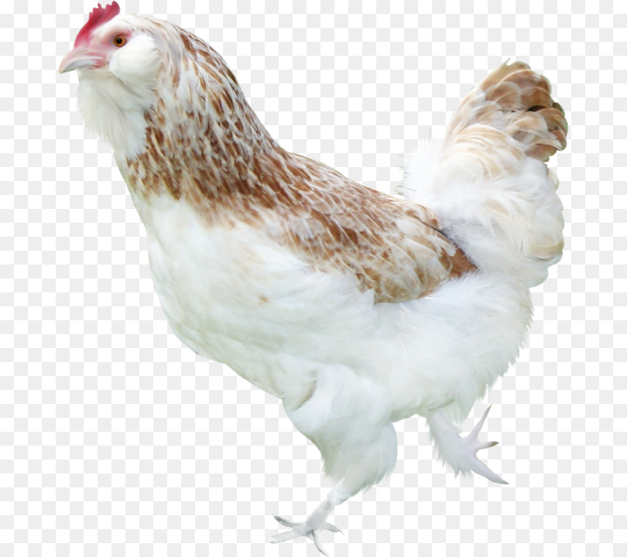 Pollo，Gallina PNG