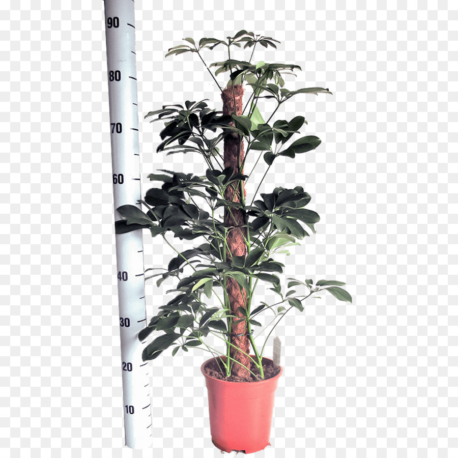 Enano árbol Paraguas，Embryophyta PNG