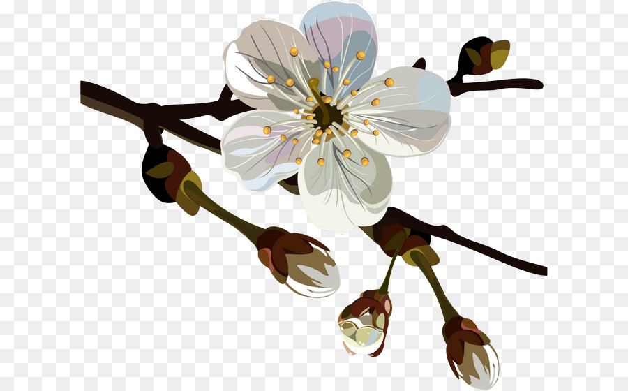 De Los Cerezos En Flor，Chimonanthus Praecox PNG