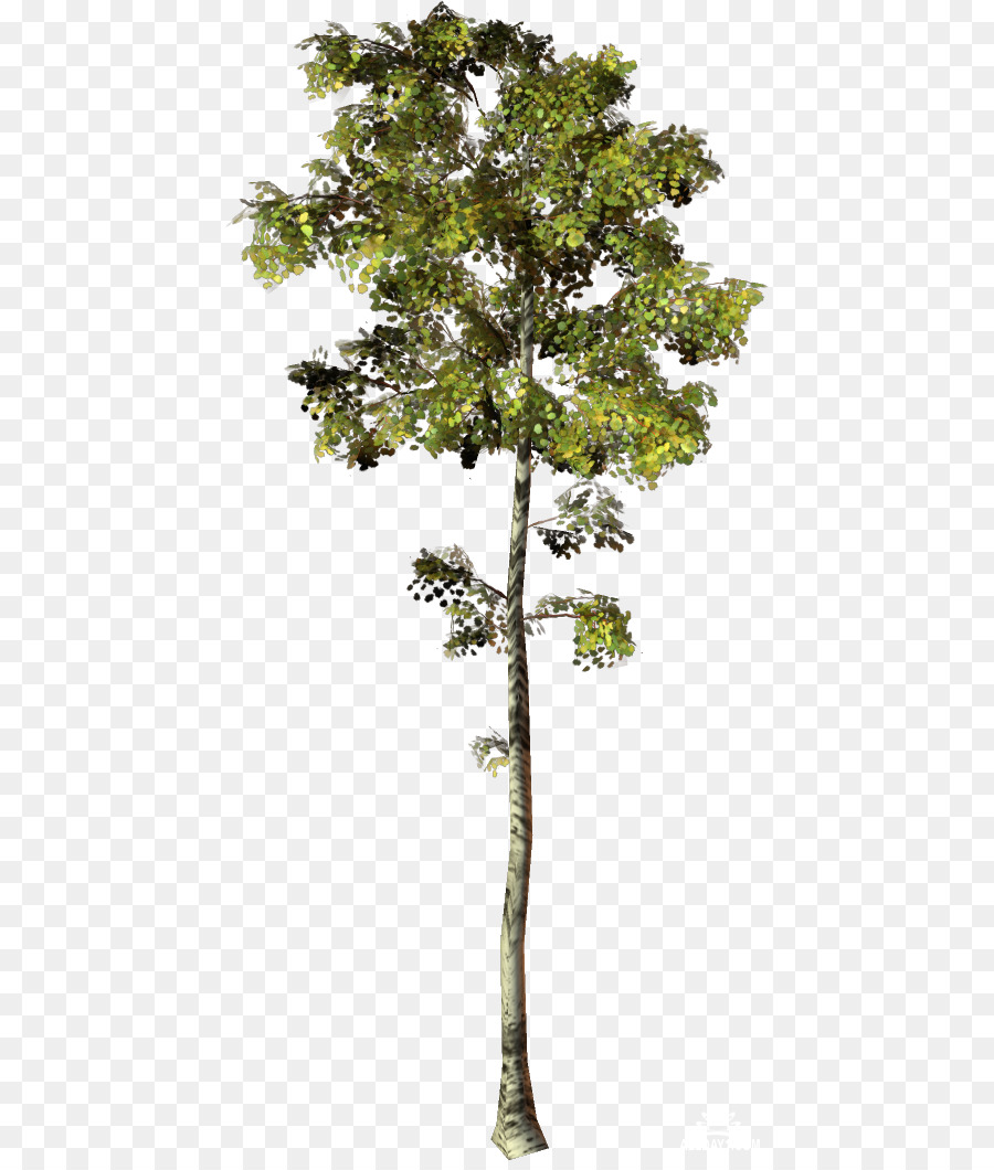 árbol，Hojas PNG