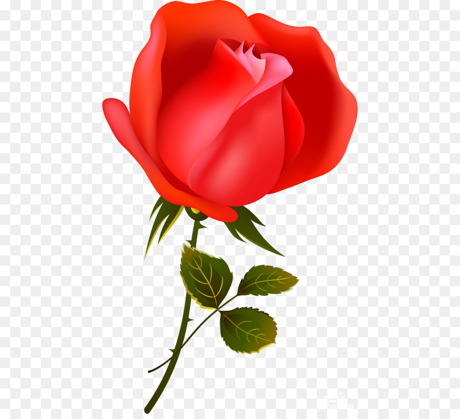 Rosa，Rojo PNG