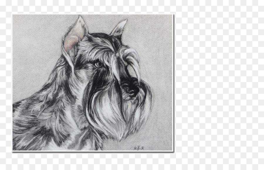 Schnauzer Miniatura，Scottish Terrier PNG