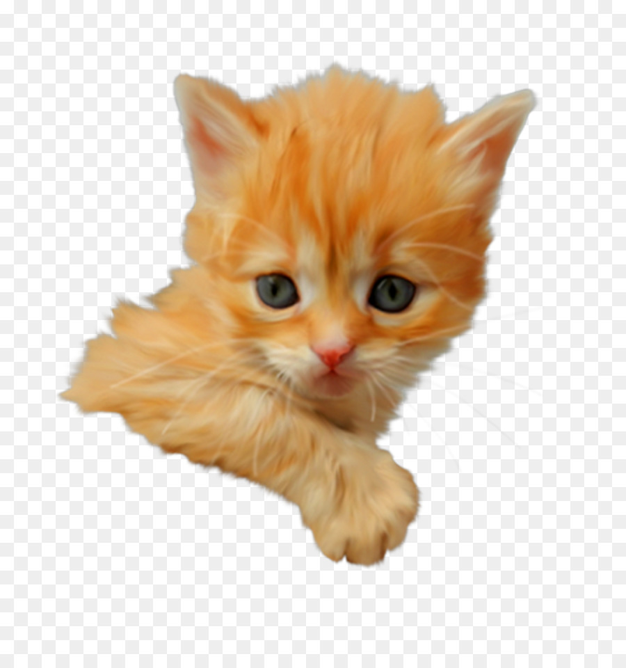 Gatito，Gato Munchkin PNG