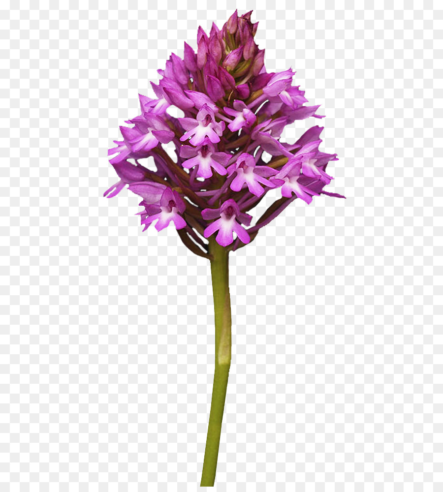 Las Flores Cortadas，Flor PNG