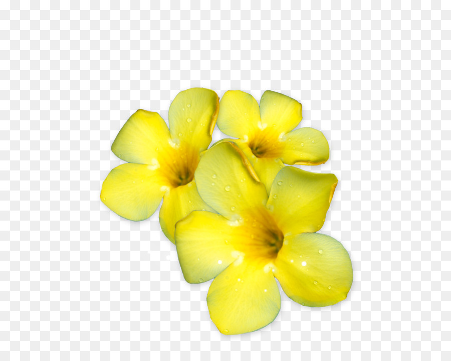 Flores De Plumeria，Florecer PNG