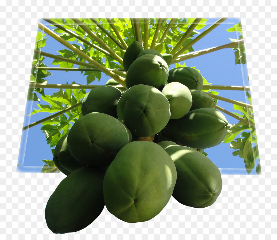 Papayas Verdes，Papaya PNG