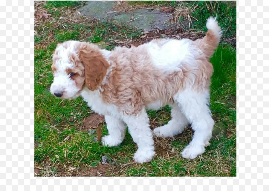 Cockapoo，Springer Spaniel Galés PNG