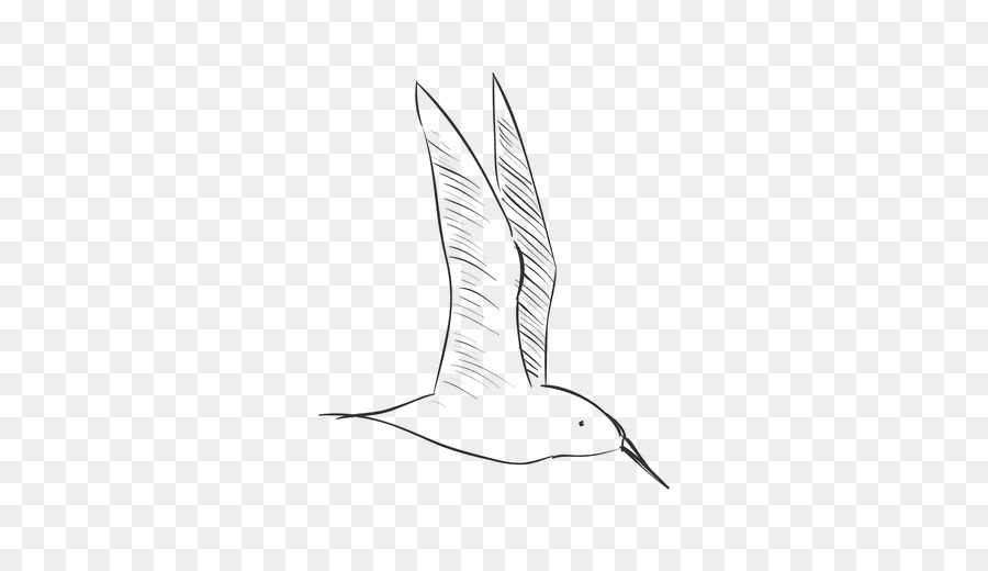 Aves，Dibujo PNG